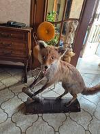Opgezette vintage vos taxidermie, Verzamelen, Ophalen of Verzenden, Gebruikt, Wild dier, Opgezet dier