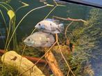 Kweekkoppel heroina isonycterina, Dieren en Toebehoren, Vissen | Aquariumvissen, Vis