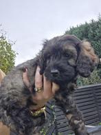 Huiskamer nest Cockapoo pups 1 reutje beschikbaar, Dieren en Toebehoren, Poedel, Rabiës (hondsdolheid), Reu, 8 tot 15 weken