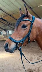 Harry’s horse hoofdstel anatomisch maat cob, Ophalen of Verzenden