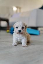 Vier lieve Maltipoo-reutjes op zoek naar hun forever home, CDV (hondenziekte), 8 tot 15 weken, Meerdere, Nederland