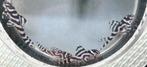 Hypancistrus sp. L173, Dieren en Toebehoren, Vissen | Aquariumvissen, Vis