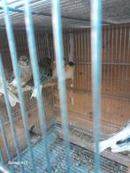 Te koop harlekijn geel izabel kijk fotos, Dieren en Toebehoren, Vogels | Kanaries, Meerdere dieren, Kleurkanarie