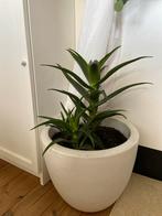 Aloë striatula uit noord Marokko(Rif), Vetplant, In pot, Minder dan 100 cm, Groene kamerplant