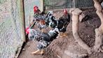 Te koop zweedse bloemkiphanen, Haan, Dieren en Toebehoren, Pluimvee, Mannelijk, Kip