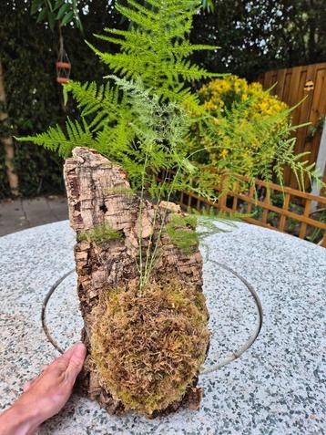 Asparagus op kurk beschikbaar voor biedingen
