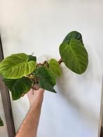 Philodendron Fuzzy Petiole, Huis en Inrichting, Kamerplanten, Ophalen of Verzenden, Overige soorten, Minder dan 100 cm