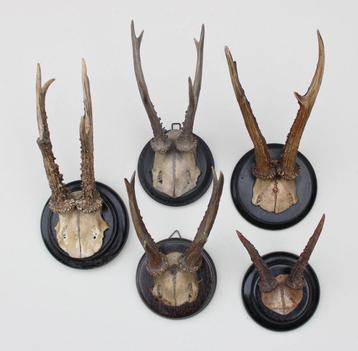 5 x antiek REE GEWEI  op zwart houten schild  - rond 1900  beschikbaar voor biedingen