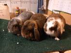 Lieve nederlandse hangoor dwerg konijnen div kleuren, Dieren en Toebehoren, Konijnen, Mannelijk, Dwerg, Hangoor, 0 tot 2 jaar