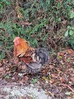 Cochin kriel Krul haantje, Dieren en Toebehoren, Pluimvee, Mannelijk, Kip