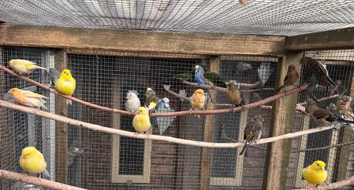 Kanaries verschillende kleuren, Dieren en Toebehoren, Vogels | Kanaries, Kleurkanarie, Meerdere dieren