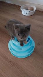 2 kittens van 9 weken, Poes