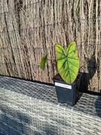 Colocasia esculenta blue hawai, Ophalen of Verzenden, Zomer, Overige soorten