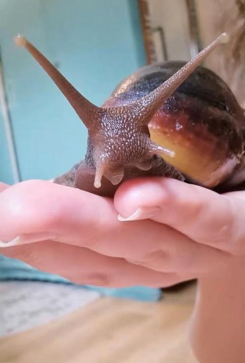 Agaatslakken Viktor & Rolf, Dieren en Toebehoren, Reptielen en Amfibieën, Overige soorten, 0 tot 2 jaar