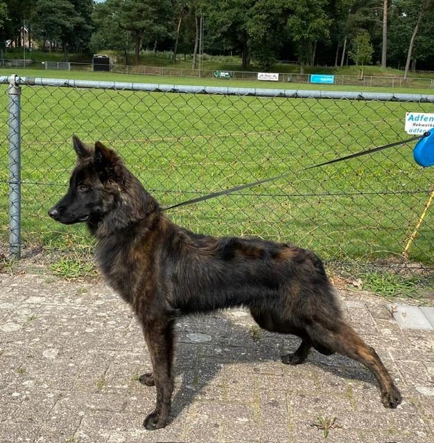 Hollandse herder Dekreu uit bewezen knpv, politie bloedlijn., Dieren en Toebehoren, Honden | Dekreuen, Reu, Particulier, Eén hond