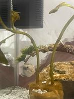 Gratis viss, Dieren en Toebehoren, Vissen | Aquariumvissen, Vis, Zoetwatervis