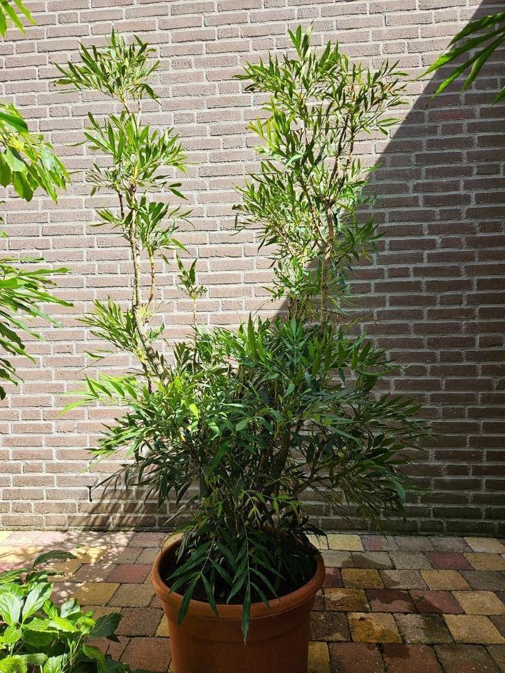 Mahonia eurybracteata 'Sweet Winter' - Chinese mahoniestruik, Tuin en Terras, Planten | Tuinplanten, Overige soorten, Volle zon