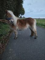 Gezocht, Dieren en Toebehoren, Stalling en Weidegang