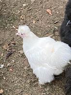 Witte ongebaarde zijdehoen kriel, Vrouwelijk, Kip
