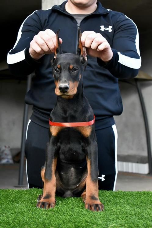 Vrouwelijke Doberman te koop, Dieren en Toebehoren, Honden | Bulldogs, Pinschers en Molossers, Teef, Overige rassen, Fokker | Professioneel