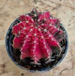 Cactus Gymnocalycium Mihanovichii p7 (16), Huis en Inrichting, Ophalen of Verzenden, Cactus, Volle zon, Minder dan 100 cm
