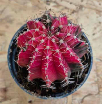 Cactus Gymnocalycium Mihanovichii p7 (16) beschikbaar voor biedingen