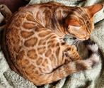 Nog 2 zeer mooie Bengaal poesjes mooi patroon veel glitter, Dieren en Toebehoren, Katten en Kittens | Raskatten | Korthaar, Poes