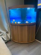 Juwel Trigon 190 + Helialux Smart Control, Ophalen of Verzenden, Zo goed als nieuw, Leeg aquarium