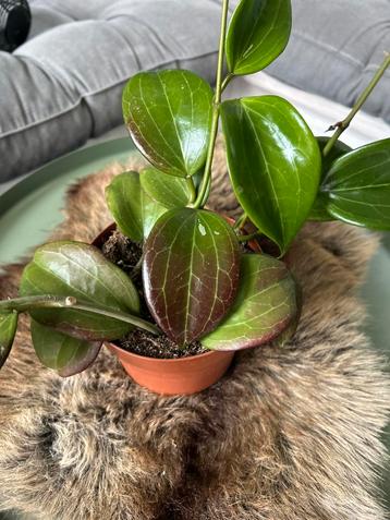 Hoya beschikbaar voor biedingen