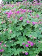 Geranium macrorrhizum 'Czakor', Tuin en Terras, Planten | Tuinplanten, Bodembedekkers, Vaste plant, Ophalen of Verzenden, Halfschaduw