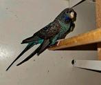 Blackface/Blackwing BFBW koppel, Meerdere dieren, Parkiet, Geringd