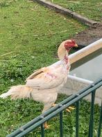 Shamo hanen, Dieren en Toebehoren, Pluimvee, Mannelijk, Kip