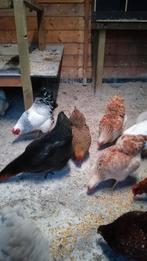 Broedeieren wyandotte krielen, Dieren en Toebehoren, Pluimvee, Geslacht onbekend, Kip