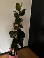 Ficus elastica, Huis en Inrichting, Kamerplanten, 100 tot 150 cm, Ficus, Halfschaduw, Ophalen