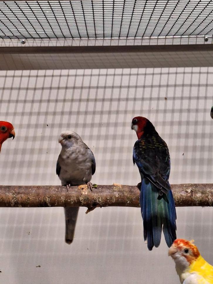 Koppel pracht rosella's zwart., Dieren en Toebehoren, Vogels | Parkieten en Papegaaien, Parkiet, Meerdere dieren