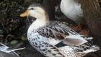 Tekoop silverappelyard Eenden, Meerdere dieren, Eend
