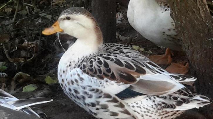 Tekoop silverappelyard Eenden, Dieren en Toebehoren, Pluimvee, Eend, Meerdere dieren