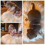 Amerikaanse Bully XL beide ouders kampioen, Dieren en Toebehoren, Honden | Bulldogs, Pinschers en Molossers, Rabiës (hondsdolheid)