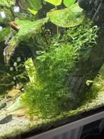 Levermos voor zoetwater aquarium., Ophalen of Verzenden, Nieuw, Plant(en), Steen of Hout
