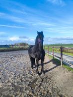 Fries Z dressur mennen paard