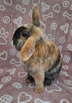 2 lieve vrouwtjes konijnen, Dieren en Toebehoren, Konijnen, Vrouwelijk