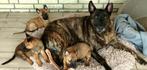 sociale gezinsgeschikte mechelse herder pups, Dieren en Toebehoren, Honden | Herdershonden en Veedrijvers, CDV (hondenziekte)