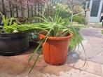 Tuinplant in pot, Kunststof, Gebruikt, Tuin, Rond