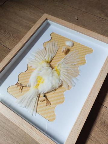 Opgezette kanarie Taxidermy curiosa  beschikbaar voor biedingen