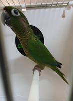 Pyrrhura Frontalis beschikbaar, Meerdere dieren, Parkiet