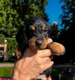 Teckel puppies , ruwhaar. Met garantie ! Standaard maat., Dieren en Toebehoren, CDV (hondenziekte), Standaard, 8 tot 15 weken