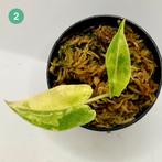 Alocasia Sarian Aurea Variegata, Verzenden, Halfschaduw, Minder dan 100 cm