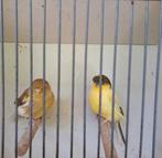 Kanarie glosters man + pop, Dieren en Toebehoren, Vogels | Kanaries, Meerdere dieren