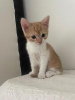 Rode aanhalige lieve kittens, Dieren en Toebehoren, Meerdere dieren, Kortharig, 0 tot 2 jaar