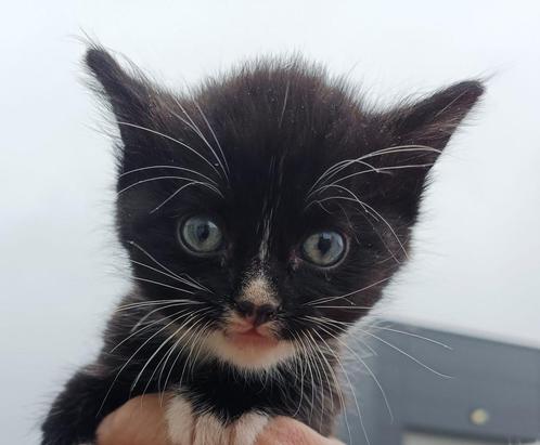 6 zwart witte kittens in Bergen op Zoom, Dieren en Toebehoren, Katten en Kittens | Overige Katten, Kortharig, Geslacht onbekend